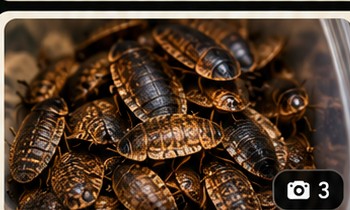 Dubia Roaches · Medium